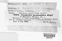Cyphella pezizoides image